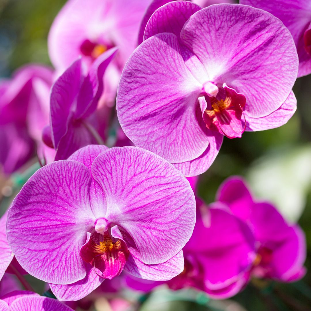 orchidee-centre-jardin-couture-timber-mart
